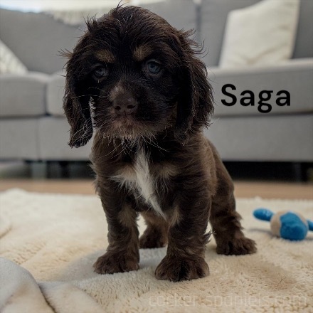 puppy, for, sale, Cocker Spaniel, Joe & Cherri  Overlease, dog, breeder, Miller, MO, dog-breeder, puppy-for-sale, forsale, nearby, find, puppyfind, locator, puppylocator, aca